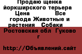 Продаю щенка йоркширского терьера  › Цена ­ 20 000 - Все города Животные и растения » Собаки   . Ростовская обл.,Гуково г.